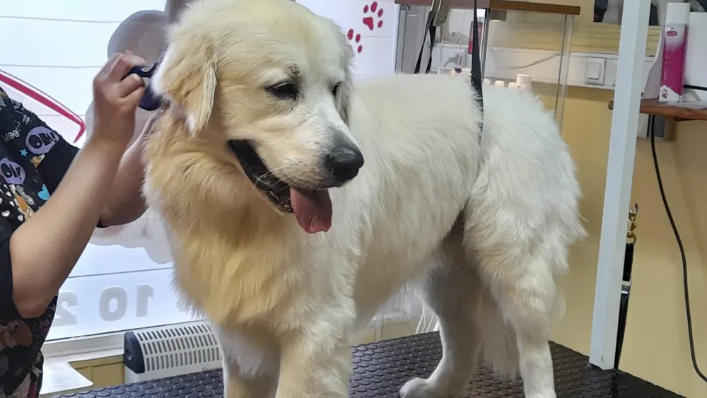 Toilettage à Ransart