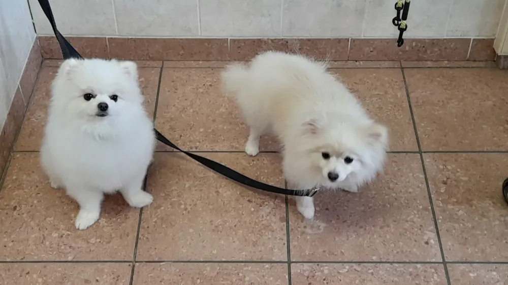 Shampoing chien à Ransart