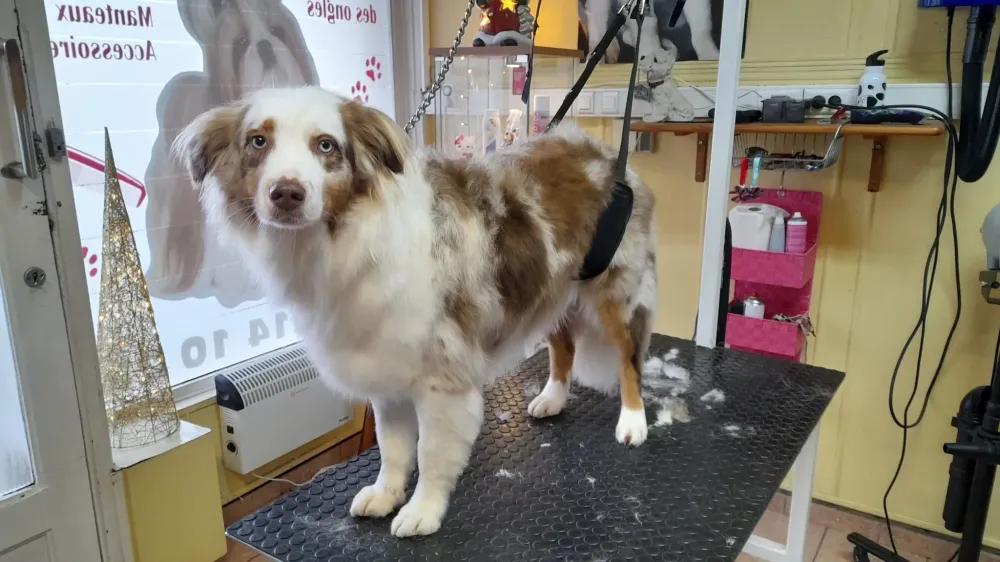 Lavage chien à Ransart