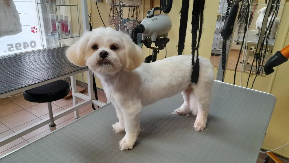 caniche-blanc-propre