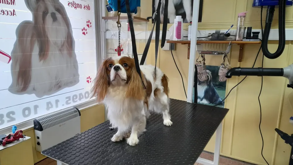 Nettoyage oreille chien à Ransart