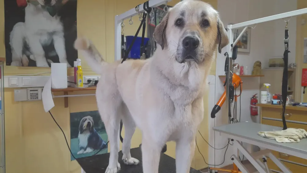 Lavage grand chien à Ransart