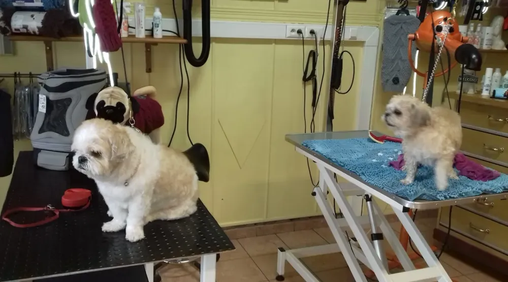 Manteau chien à Ransart