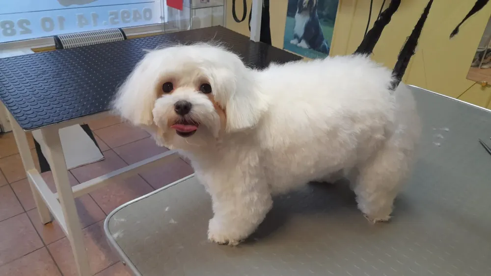 Coupe ongles chien à Ransart