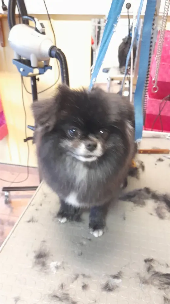 Chiens et duo toiletteuses Arnicus (3)