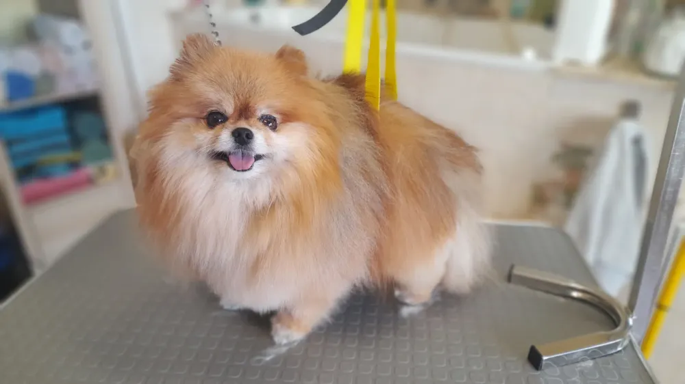 Toilettage chiens (8)