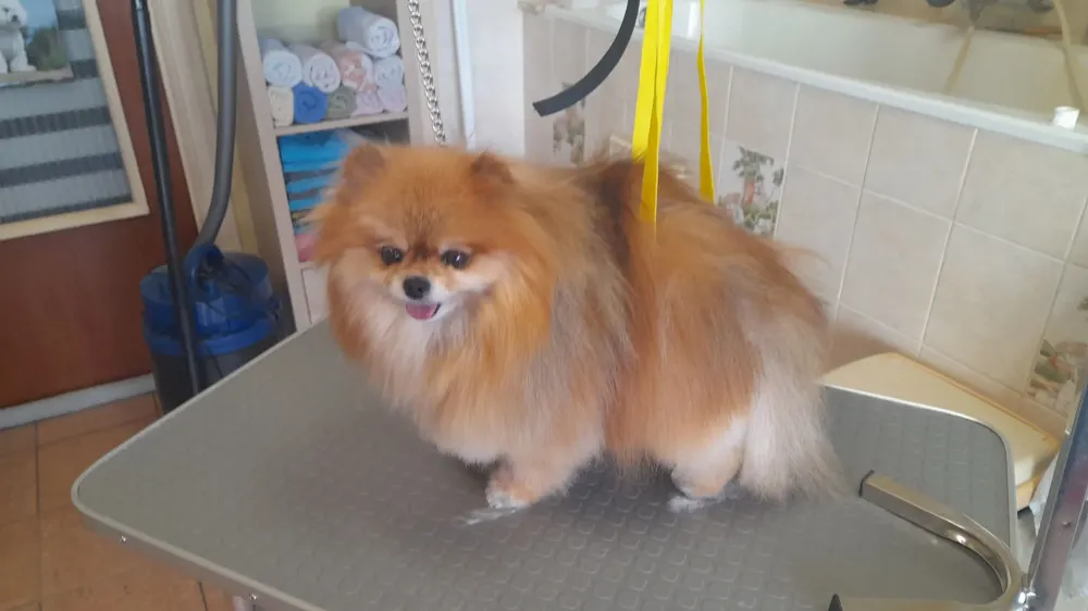 Toilettage chiens (6)