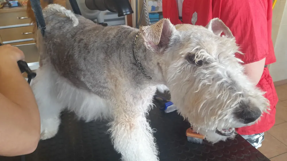 Toilettage chiens (5)