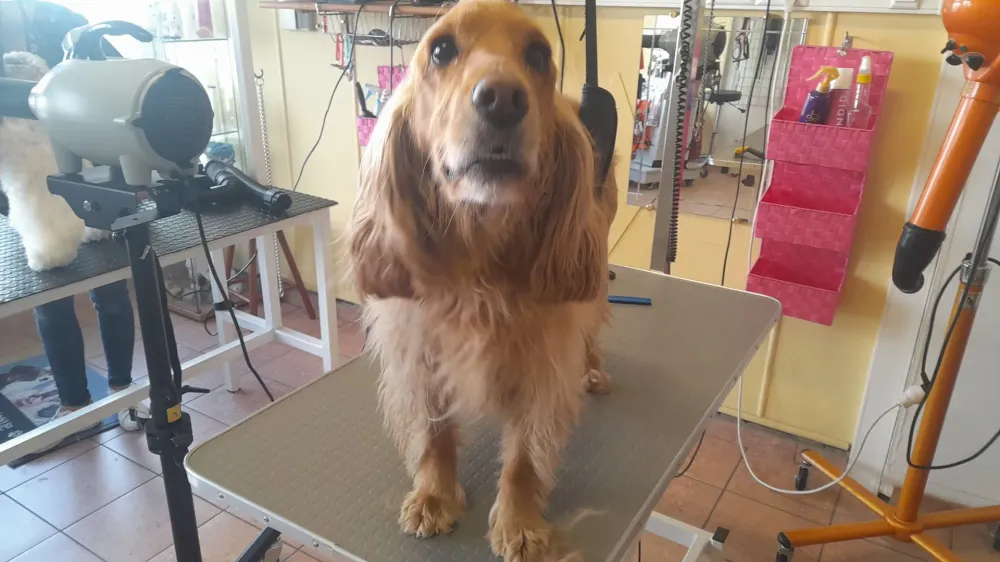 Toilettage chiens (2)