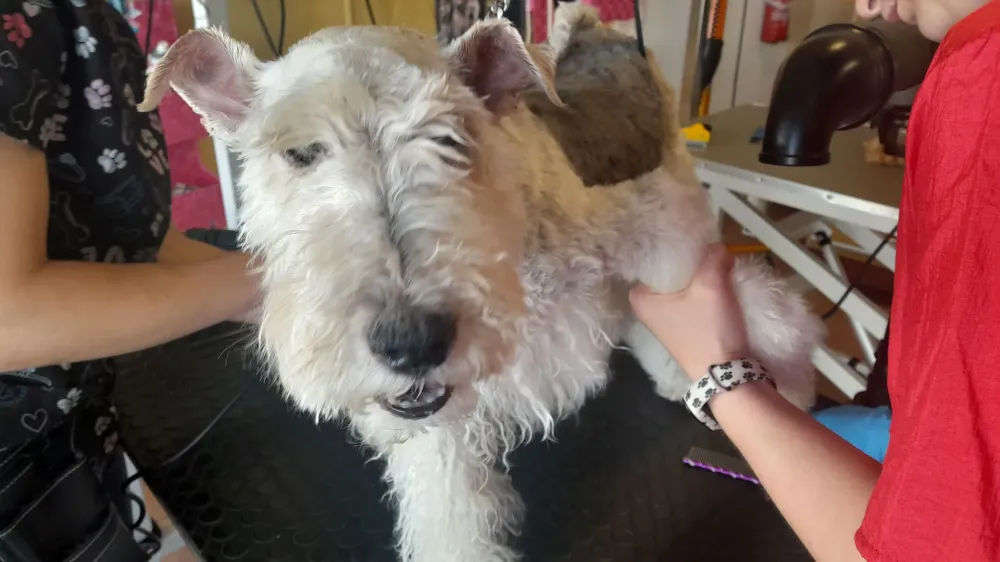 Toilettage chiens (4)