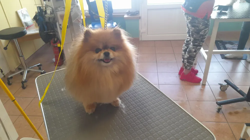 Toilettage chiens (1)